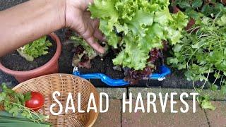 how to grow salad in a paper box,you don't need a garden to produce own salad.