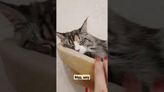 Мур, мяу.