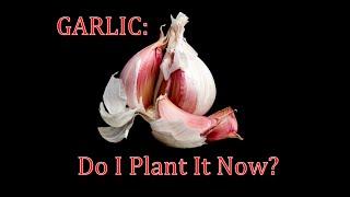 Planting Garlic In Autumn For Spring Harvest