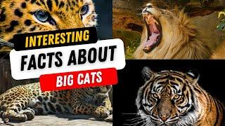 Interesting Facts About Big Cats