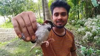 আমি কিভাবে চড়ুই পাখি ধরলাম !! sparrow!!.