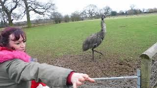 Lucky Tails Alpacas Emu's