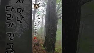  산에서 만난 다리 긴 그녀  (각선미나무, 미인나무)