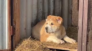 ЖАК И ДИК ЩЕНКИ АЛАБАЯ ПОВЕДЕНИЕ МЕНЯЕТСЯ С КАЖДЫМ ДНЁМ