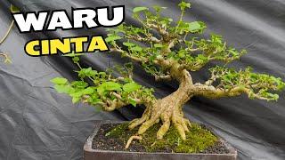 Review Harga Bonsai Prospek