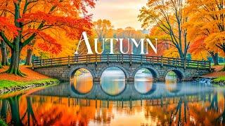 Autumn Fall Colors  Healing Piano Music For Heart And Blood Vessels, Autumn Scenic Landscape