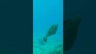 Filefish at Coffins Patch