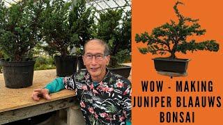 How to make Simple Bonsai from Juniper Blaauws