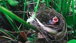 Skink Eats Up Baby Bird Alive In Front Of Mother – Lizard Kills Baby Bulbul In Nest ‬(EP4)