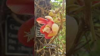 Cannonball Tree  Kailash Pati #kailashpati #mahadev