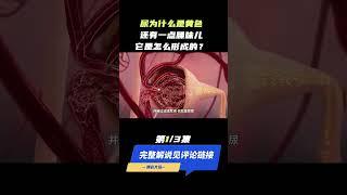 （1/3）尿为什么是黄色，还有一点臊味儿，它是怎么形成的？ #科普 #冷知识 #人体