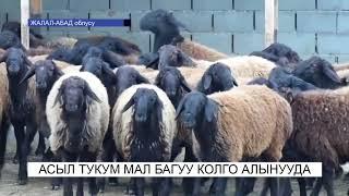 Асыл тукум мал багуу колго алынды\NewTV