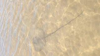 #thebandshirtguy #nature #beach #wildlife #stingray #travel #australia #aussie #shortsvideo #shorts