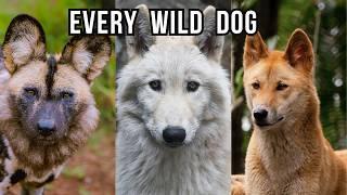 Every Wild Dog Species and Their Ecology