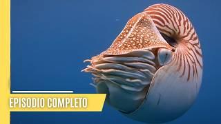 La fascinante vida de los cefalópodos: Pulpos, calamares, sepias y nautilos | Episodio Completo