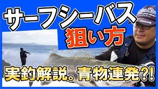 サーフシーバス！基本的な狙い方！実釣解説　村岡昌憲【切り抜き】