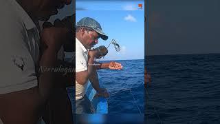 Catching Giant Trevally Fish in the Sea