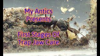 Beginners Odontomachus Trap Jaw Care Guide