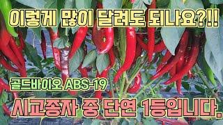 2024년 시교종자 중 착과량 1등 고추 공개, 탄저에도 강한 골드바이오 품종!! 고추농사 잘 짓는 법!!