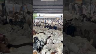 17 JUNE AJMER BAKRA MANDI LIVE UPDATE COVER WITH PRICE RAJASTHAN BIGGEST MANDI