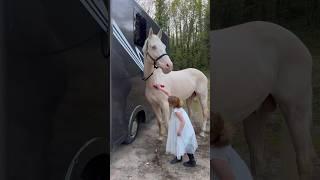 Grooming my 17hh Stallion Ace #horse #equestrian #horseriding #pony #stallion #rider #equine #ride