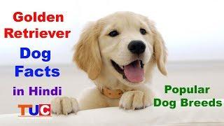 Golden Retriever Dog facts In Hindi : Popular Dog breeds : The Ultimate Channel