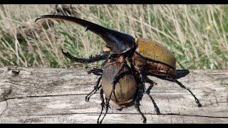 Dynastes hercules hercules