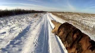 Шикарная Охота на Зайца по свежему снегу. Классика!