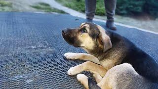 She Looked Up at the Bank Teller Pleadingly, she Just Wanted to Wait for her Owner