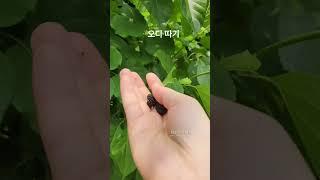 #오디 #오디수확 #오디나무 #뽕나무 #뽕나무열매 #열매 #오돌개 #오돌개열매