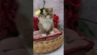 Buddy British Shorthair Male