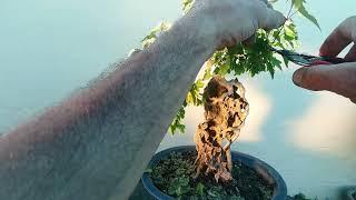 2 minute bonsai.  Awesome older trees.