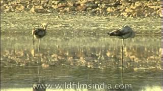 Resting on one leg - Flamingos in India