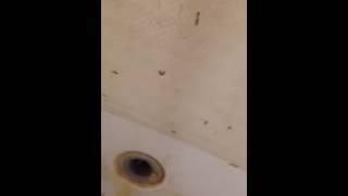 Termites termite bathroom 60+ in tub