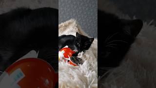 Кіт і кіндер. #смішнікоти #standup #comedy #kitten #newshorts #cute #funny #кіт #catlover #cat