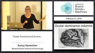 3.7 - Ocular Dominance Columns