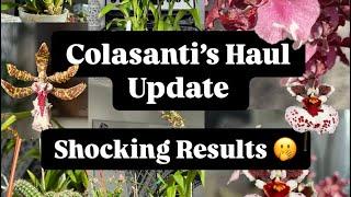 I Bought Orchids at Colasanti’s… Now Look at Them! 