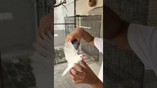 Bought a new Bird for our Master Cage Bird Aviary #finch #javasparrow #cockatiel #birds