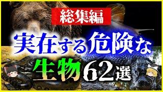 【ゆっくり解説】【総集編】世界に実在するヤバい危険生物62選を解説/世界・アマゾン・日本にも【作業用】【睡眠用】