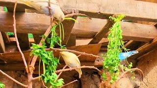 Budgie's food | Mix of vegetables and Bread (  parsley)