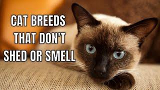 10 Cat Breeds That Don't Smell Or Shed