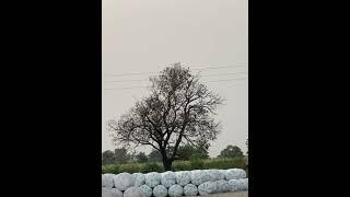 This tree has dried up unexpectedly.