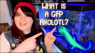 What is a GFP Axolotl?