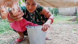 milking hilight video/sudam Sriya Vlog