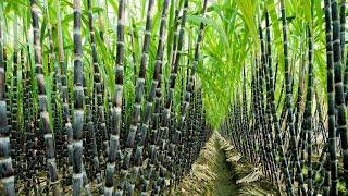 Agriculture Technology -  SugarCane Cultivation - SugarCane Farming and Harvesting, processing