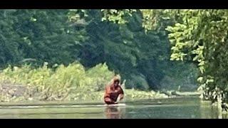 Cass River Sasquatch Video in Michigan Zoom Crop Slow Stabilized