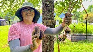 Harvesting Potatoes and Garlic on the Homestead