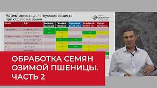 Озимая пшеница: делать ли анализ семян и чем обрабатывать? Часть 2  | Агроном | Сергий Ризанов