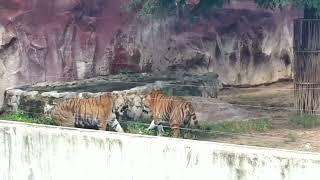 Huge siberian tigers fight