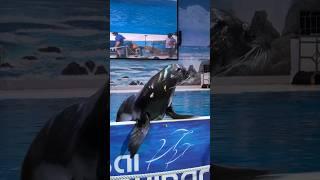 Dolphinarium #dubai #dubailife #dolphin-show #dolphin #dolphinarium #entertainment #sea #shorts